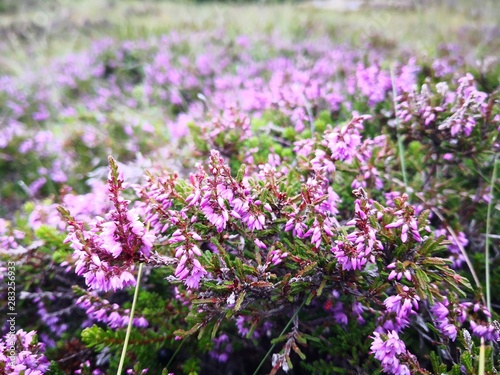 Small blooming purple flowers in Norway