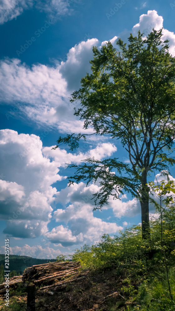 Obraz premium tree and sky