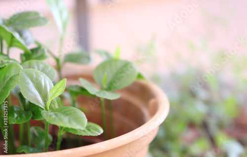 fresh green plant in a pot © Mrio