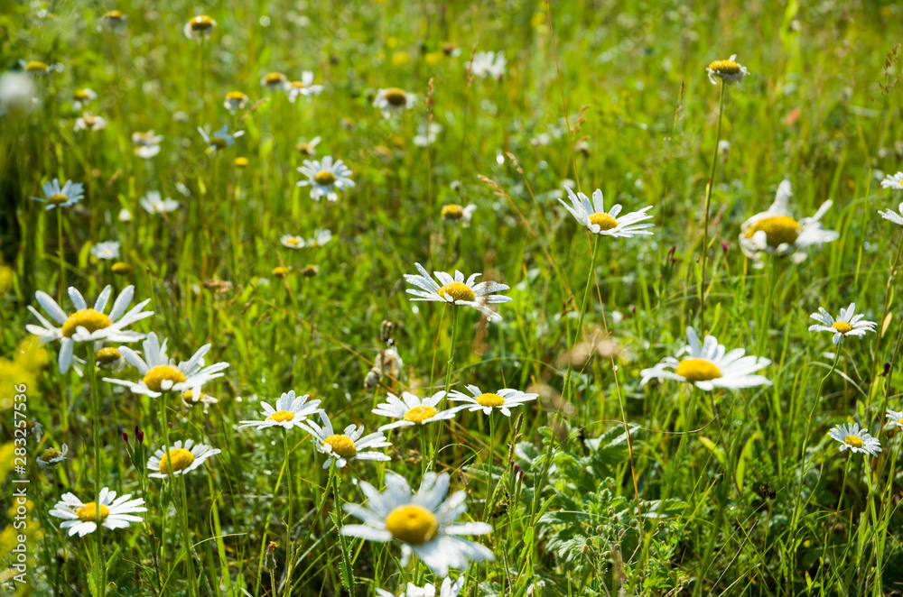 Chamomile field on a sunny day, wildflowers