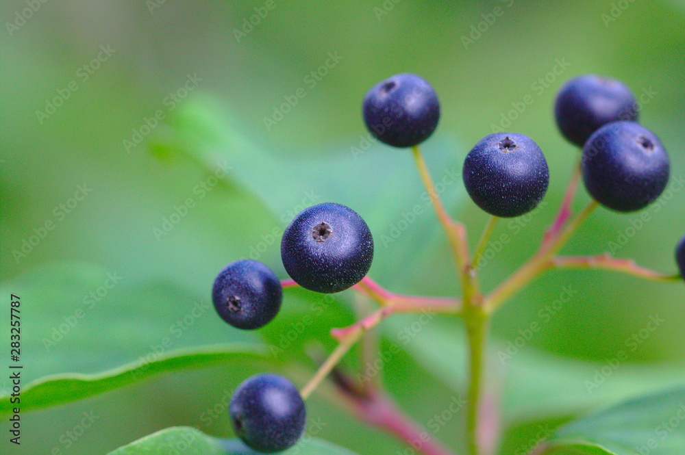 Blaubeere Blaubeere