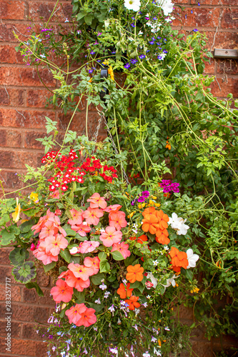 hanging baskets of annuals against a wall