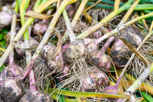 Harvest of garlic in the garden