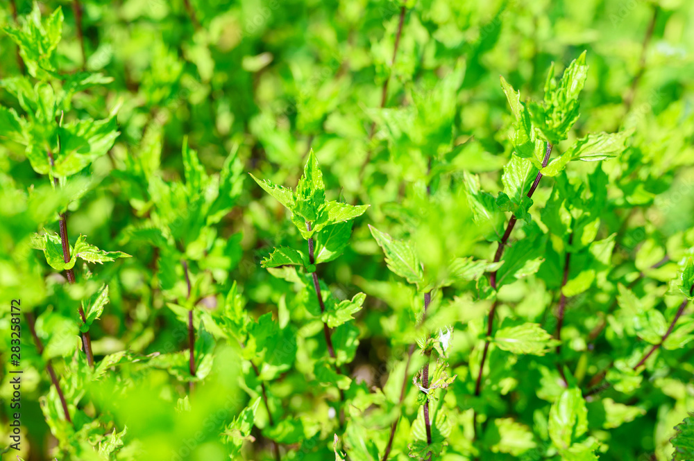 Peppermint in the garden close-up Peppermint in the garden close-up