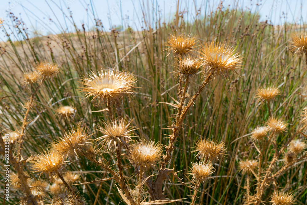 dried thistles