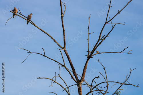Birds on dead branches