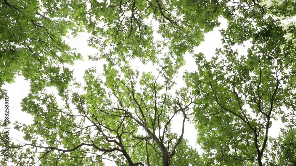 Camera rotation taking off the crown of trees in a green forest in cloudy weather, medium plan