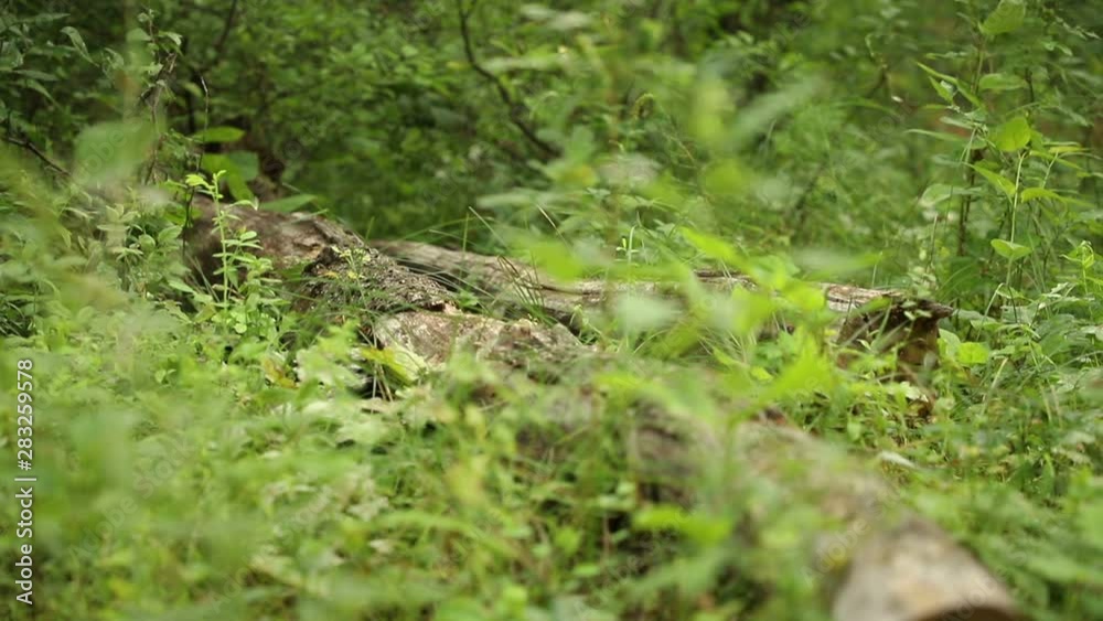 A man in black army shoes and camouflage clothes steps over a log, legs closeup A man in black army shoes and camouflage clothes steps over a log, legs closeup
