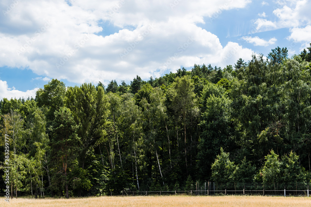 summer park with green trees and bushes on grass