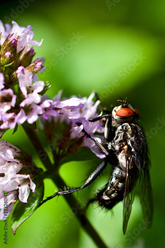 Fliege auf Majoran Blüte
