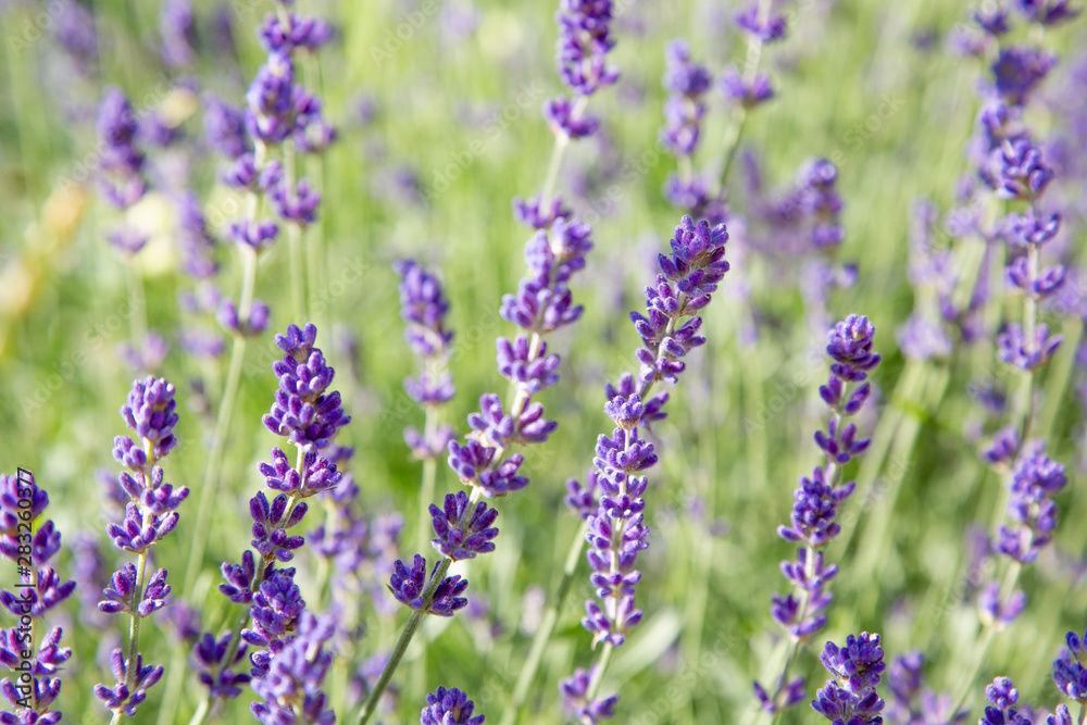 Floral background of lavender blooming. Purple lavender flowers on natural background. Floral background of lavender blooming. Purple lavender flowers on natural background.