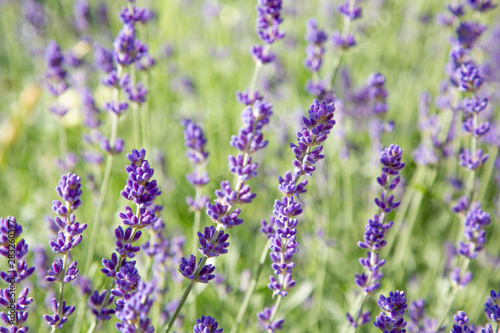 Floral background of lavender blooming. Purple lavender flowers on natural background.