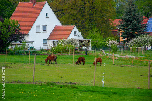 Horses gaze the grass in the small courtyard photo