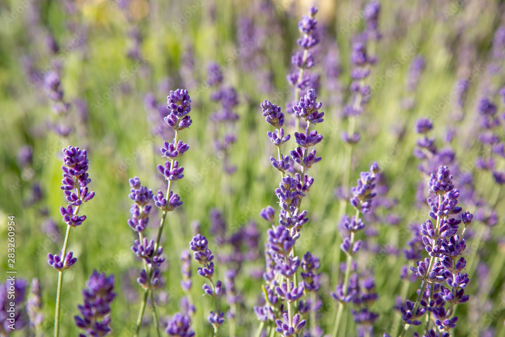 Obraz premium Floral background of lavender blooming. Purple lavender flowers on natural background.