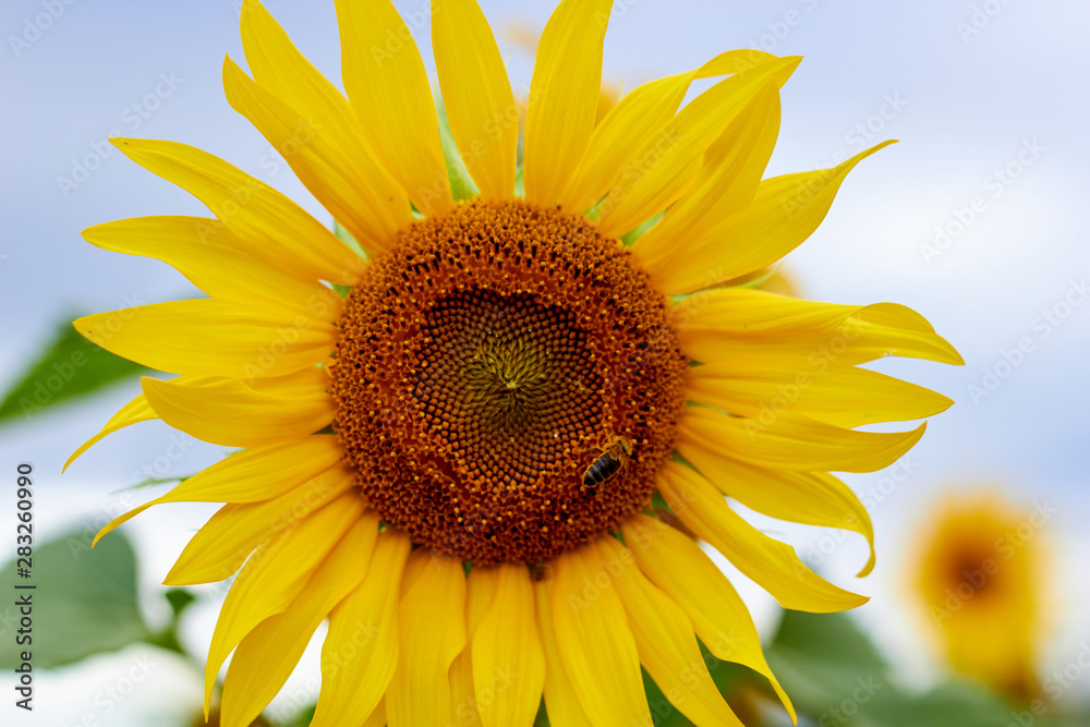 Blooming sunflower close-up on a background of blue sky. A sitting bee collecting pollen. on the flower. Summer time. Blooming sunflower close-up on a background of blue sky. A sitting bee collecting pollen. on the flower. Summer time.