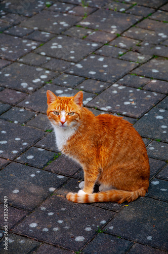 The orange cat standing on the concrete