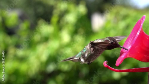 Anna's Hummingbird at a Backyard Feeder