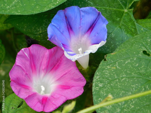 Pink and Purple Morning Glories