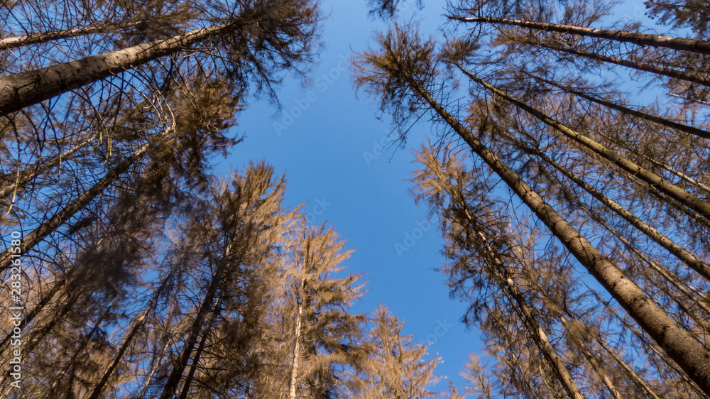 Obraz premium dead trees in the forest