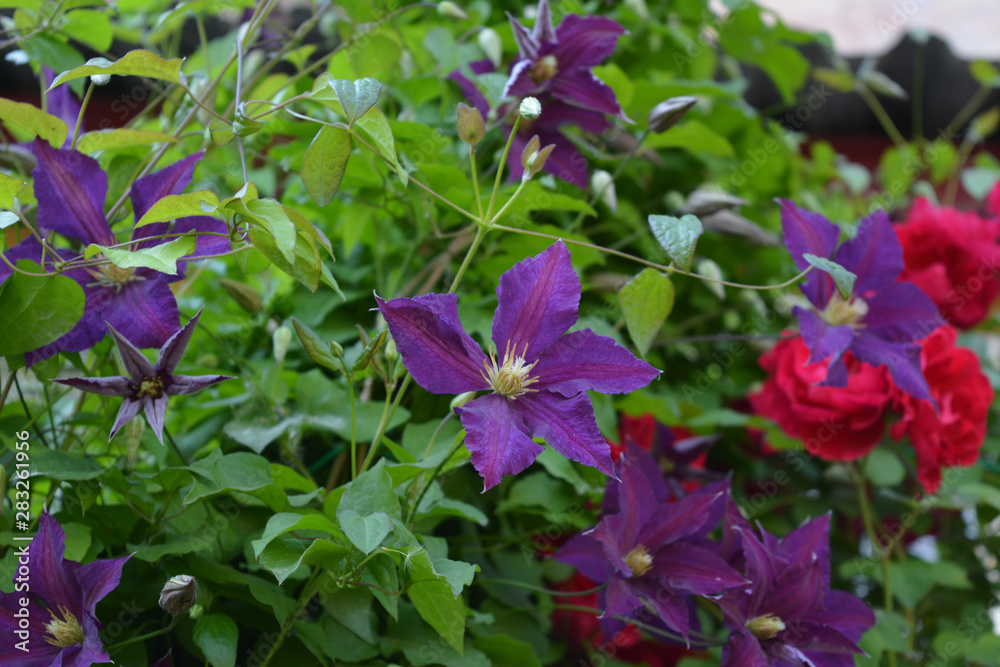 Beautiful purple clematis flowers on the background of red roses.