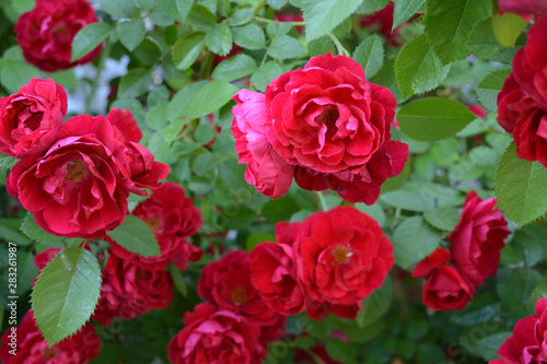 Bright red roses bloom in the garden. Rosary in the summer.