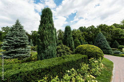 small green bushes on grass near trees and pines in park