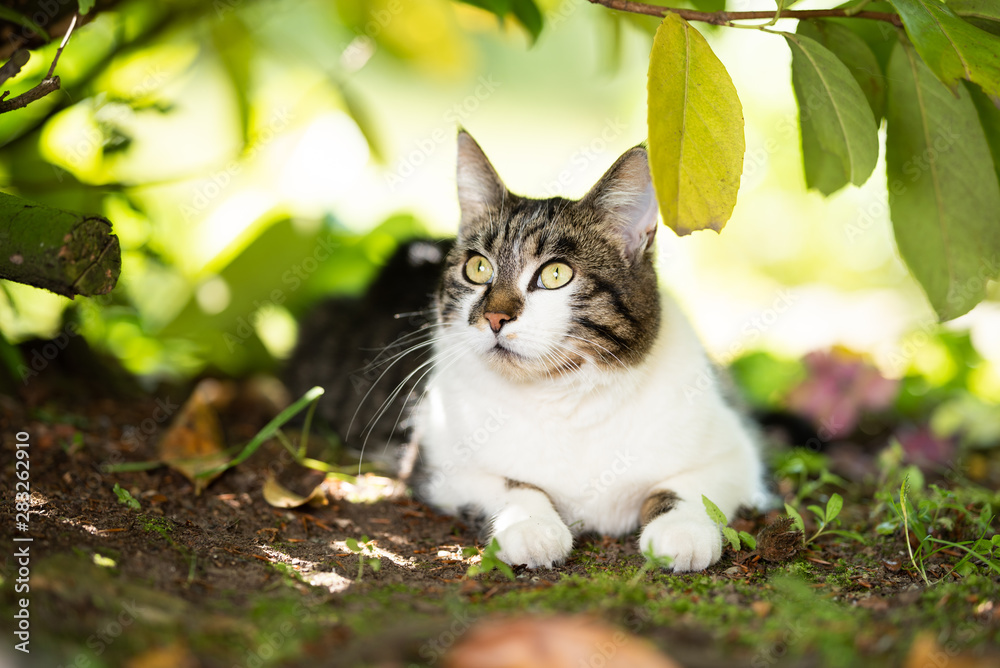 Fototapeta premium portrait of a curious tabby white domestic shorthair cat relaxing under a bush on a hot and sunny summer day looking to the side