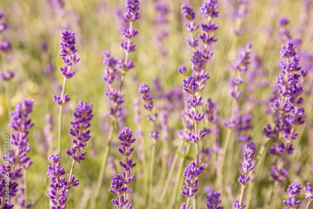 Floral background of lavender blooming. Purple lavender flowers on natural background. Floral background of lavender blooming. Purple lavender flowers on natural background.