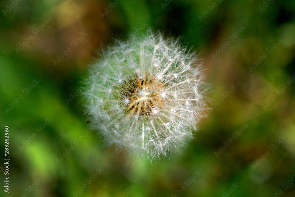 closeup of a dandelion