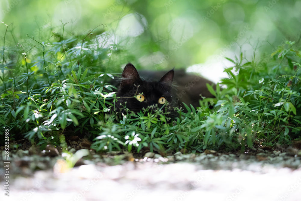 black domestic longhair cat on the prowl. the cat is hiding behind plants observing and lurking on a sunny day black domestic longhair cat on the prowl. the cat is hiding behind plants observing and lurking on a sunny day