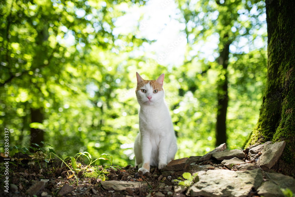portrait of a white ginger domestic cat in the forest next to a tree on sunny summer day illuminated by softbox