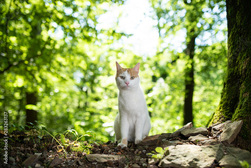 portrait of a white ginger domestic cat in the forest next to a tree on sunny summer day illuminated by softbox