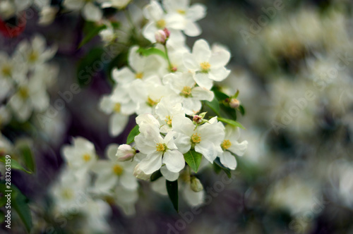 blooming cherry tree