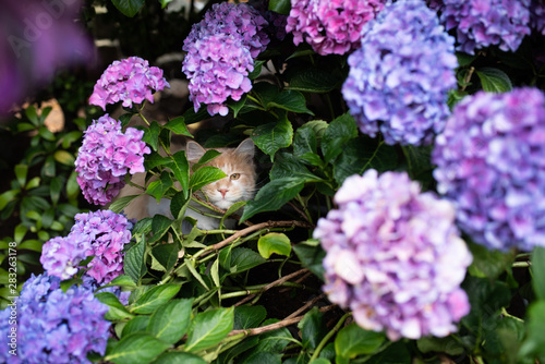 young cream tabby white ginger maine coon cat hiding under hydrangea plant with pink, blue and purple blossom looking at camera