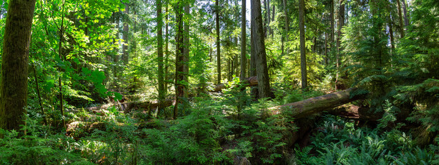 Beautiful View of the Rain Forest during a vibrant sunny summer day. Taken in MacMillan Provincial Park, Vancouver Island, British Columbia, Canada.