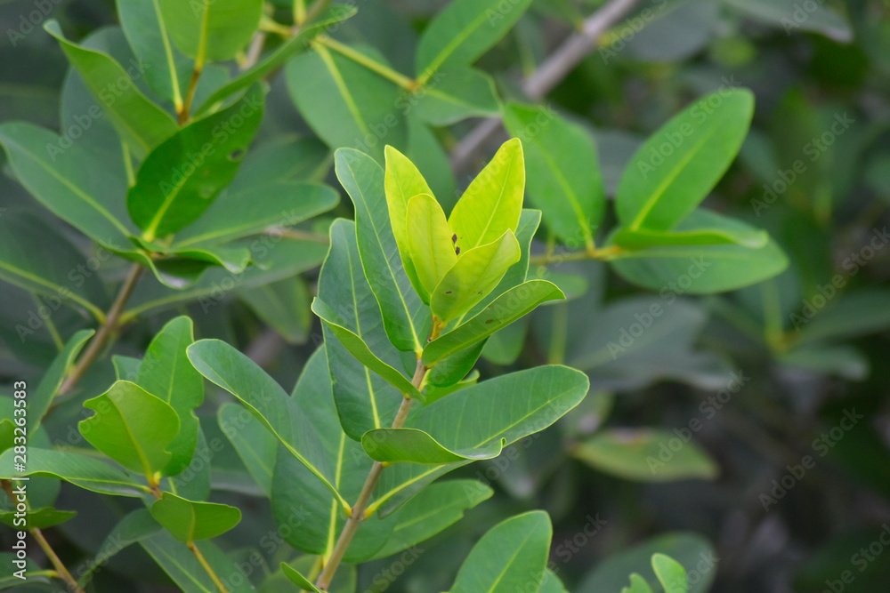 Green leaves in the garden Which is natural looking, comfortable and refreshing Green leaves in the garden Which is natural looking, comfortable and refreshing