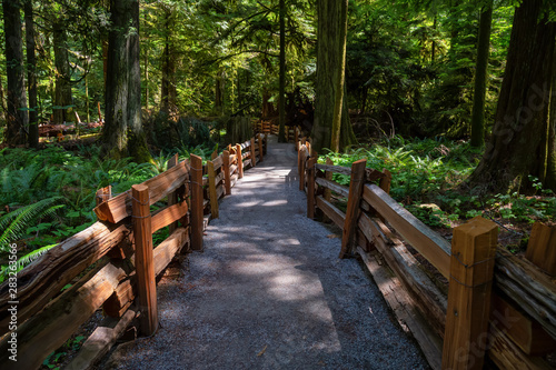 Beautiful View of a Trail in the Rain Forest during a vibrant sunny summer day. Taken in MacMillan Provincial Park  Vancouver Island  British Columbia  Canada.