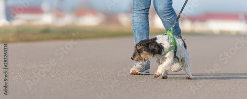 Woman is walking with a small disobedient Jack Russell Terrier dog on a tar road