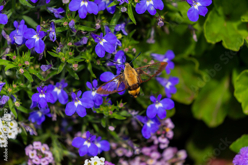  The hummingbird clearwing,Hemaris thysbe commonly known as hawk moth photo