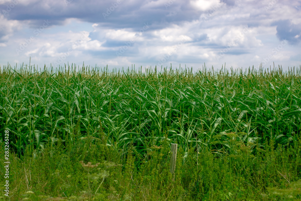Corn field in summer sunlight