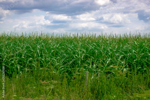 Corn field in summer sunlight