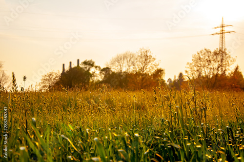 Dreamy field on the sunrise in the city of Bad Oeynhausen