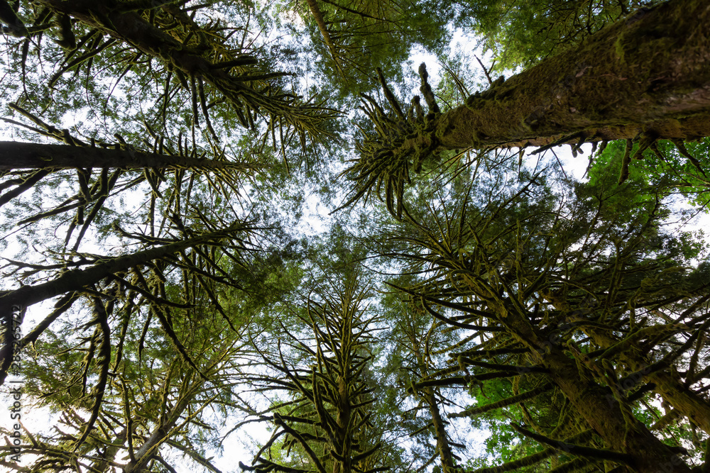 Fototapeta premium Beautiful green trees coved in moss during a vibrant summer day. Taken in Golden Ears Provincial Park, Maple Ridge, Greater Vancouver, British Columbia, Canada.