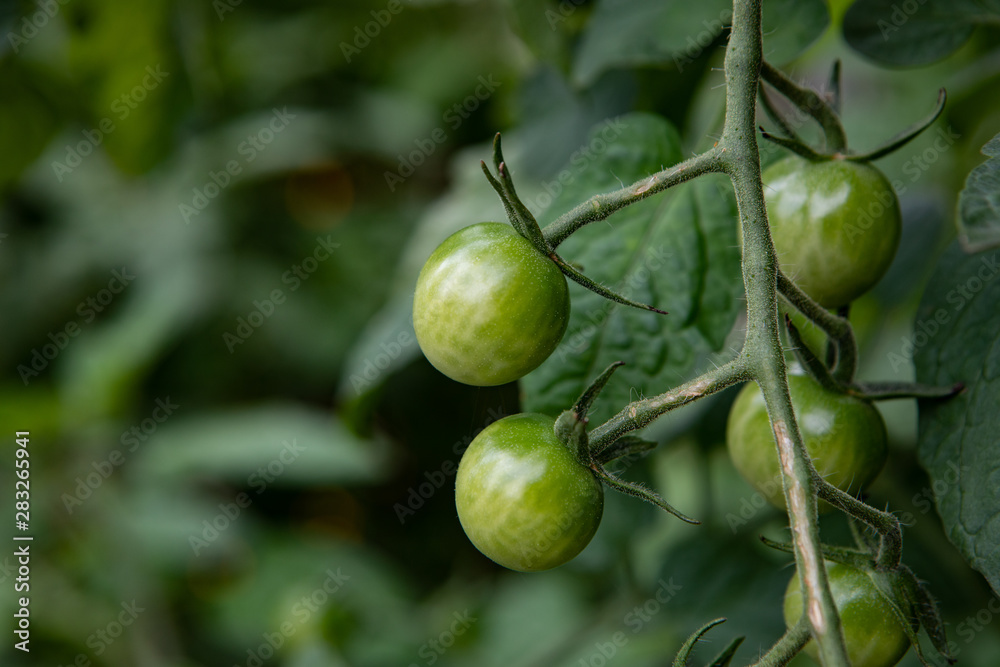 Food Category Fresh Unripe Vine Tomatoes Growing Food Category Fresh Unripe Vine Tomatoes Growing