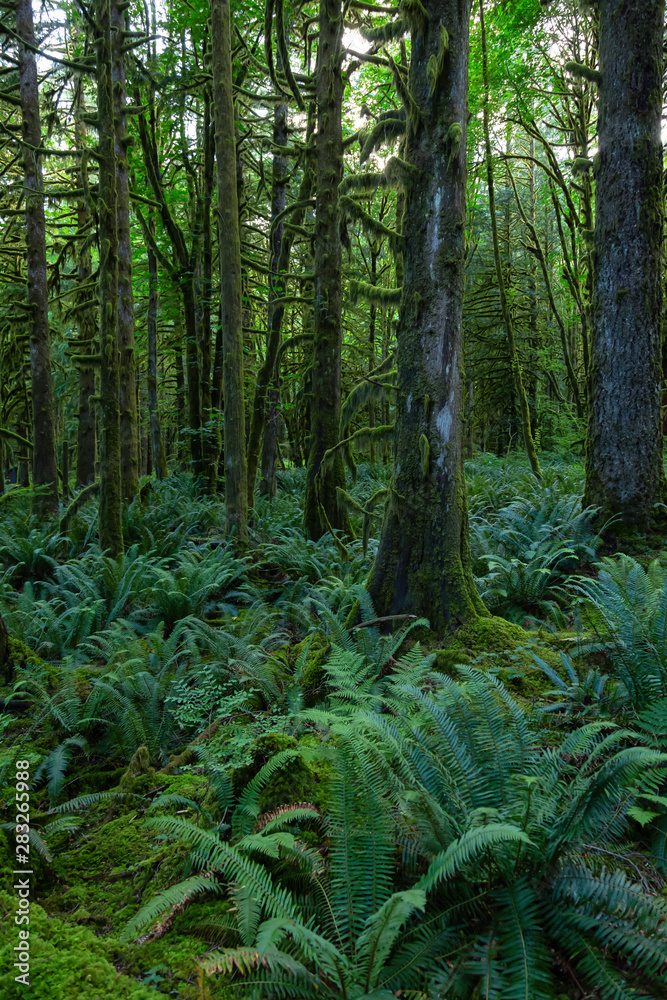 Fototapeta premium Beautiful green trees coved in moss during a vibrant summer day. Taken in Golden Ears Provincial Park, Maple Ridge, Greater Vancouver, British Columbia, Canada.