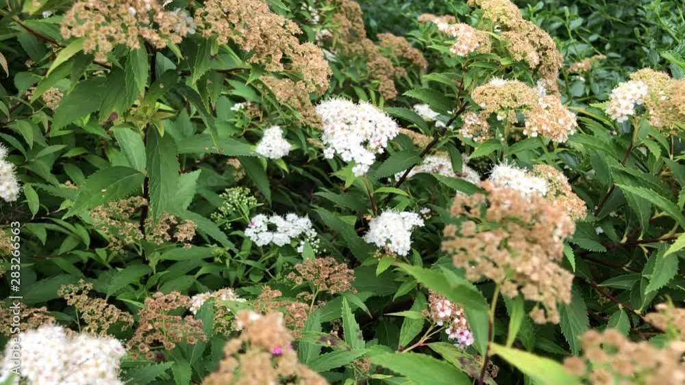 Abeille butinant fleurs blanches