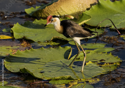 Comb Crested Jacana