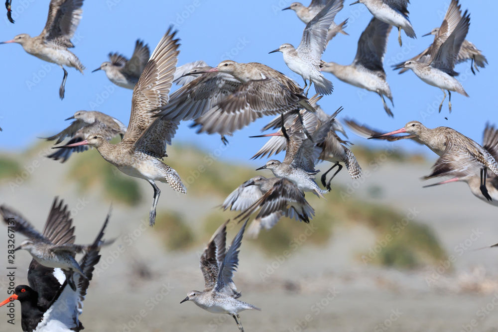 Obraz premium Lesser Red Knot