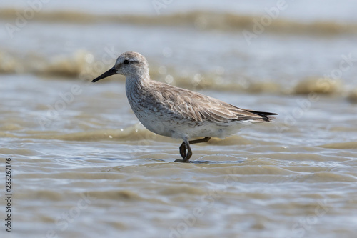Lesser Red Knot