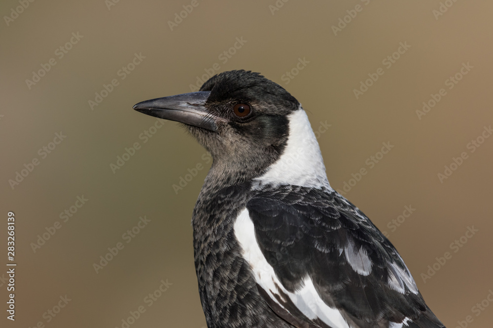 Fototapeta premium Australasian Magpie 